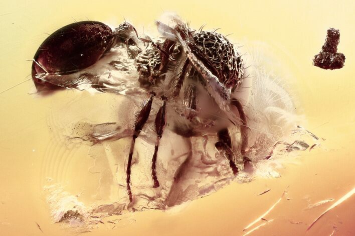 Fossil Ant (Myrmicinae) in Baltic Amber - Enhydro! #328146